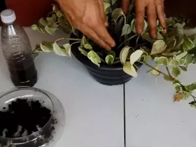 Borra de Café: O Adubo Milagroso ou Veneno Mortal para Suas Plantas?