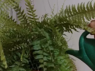 Cultivando Samambaias: Um Guia Completo para Manter Suas Plantas Tropicais Saudáveis