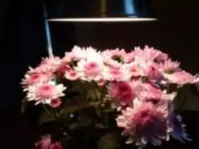 Iluminação Artificial: A Solução Sustentável para o Cultivo de Plantas em Ambientes Urbanos