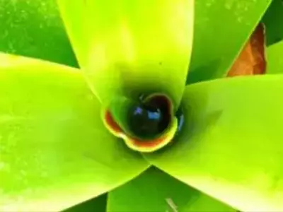 Bromélias: Aliadas ou Inimigas no Combate à Dengue?