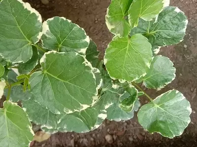 Polyscias scutellaria 'Variegata': Uma Planta de Sombra e Significado Cultural