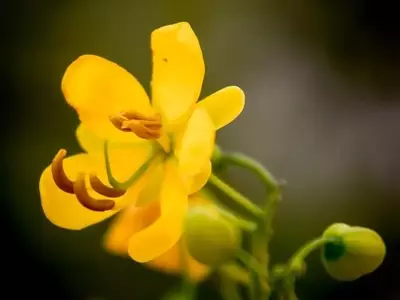 Senna Corymbosa: A Beleza Dourada e sua Fascinante História