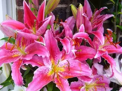 Lírios: Flores Deslumbrantes e de Fácil Cultivo