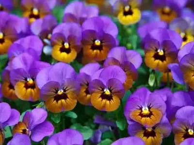 Flores: A Beleza Duradoura do Amor Perfeito