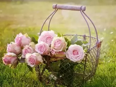 Rosas: A Joia Floral que Encanta Gerações