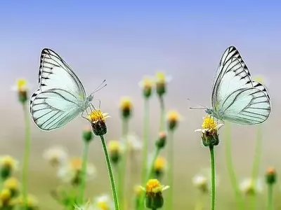 Flores Brasileiras: Explorando as Espécies Mais Populares do País