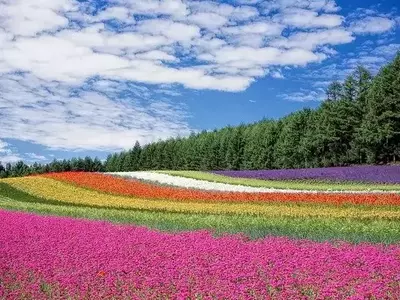 A Beleza e Diversidade das Flores: Explorando o Fascinante Mundo Floral