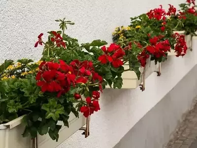 Floreiras: A Chave para uma Casa Mais Viva e Aconchegante