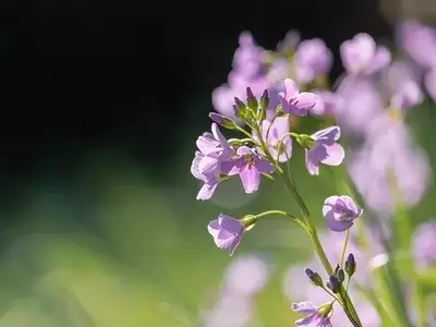 As Orquídeas Extraordinárias: Explorando a Diversidade e Beleza Deslumbrante Desta Planta Icônica