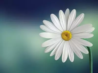 As Flores: Muito Mais do que Enfeites