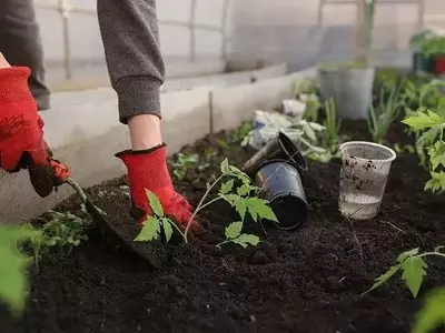 Cuidados Essenciais para Manter Suas Flores Saudáveis e Vibrantes