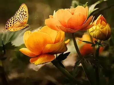 Desvendando as Cores Fascinantes das Flores: Uma Jornada Através do Mundo Vegetal