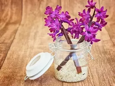 Flores: Beleza Natural e Cuidados Essenciais