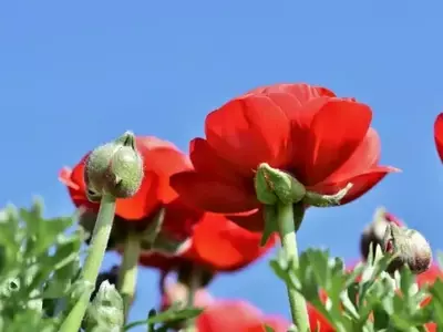Ranúnculos Asiáticos: A Beleza Exuberante Que Encanta Jardins e Decorações