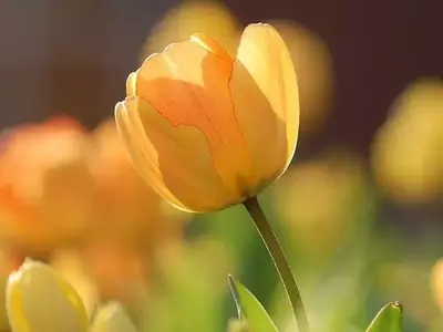 Flores Nobres: Explorando a Beleza e Elegância das Espécies Mais Cativantes