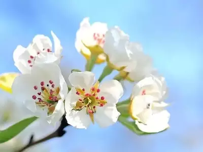 As Flores Brancas: Símbolos de Pureza e Tranquilidade