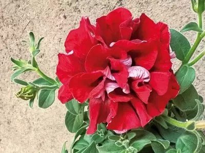 Descobrindo o Encanto das Petúnias e Suculentas: Um Guia Completo para Embelezar seu Jardim