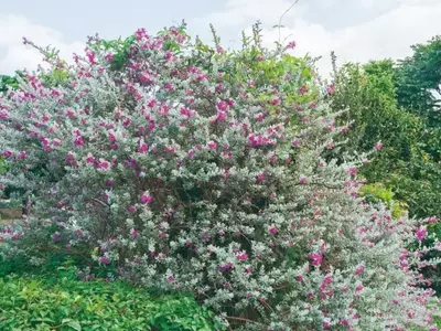 Folhagens Coloridas: A Beleza Além das Flores