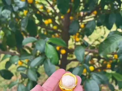 O Bacupari: A Joia Oculta do Paisagismo Brasileiro