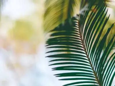 Palmeiras Acaules: A Evolução Surpreendente das Plantas Tropicais