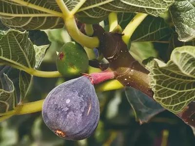 Cultivando Frutíferas: Superando Desafios e Colhendo Delícias
