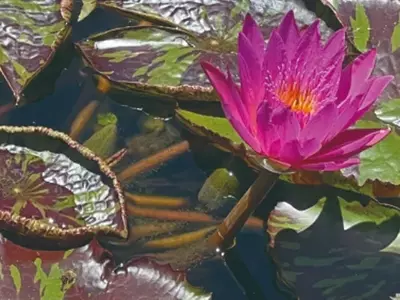Flores Exóticas: Descobrindo a Beleza Tropical