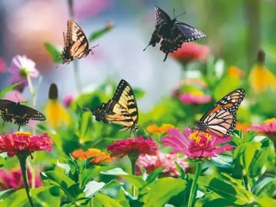 Jardins Urbanos: Reconstruindo a Biodiversidade Perdida