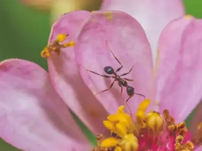 Coevolução: formigas e flores, um caso antigo