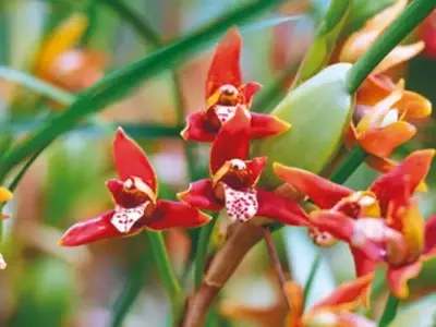 Maxillaria: A Surpreendente Diversidade das Orquídeas