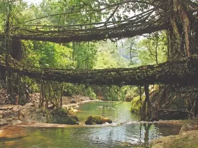 Figueiras: As Árvores Fascinantes que Moldaram a História Humana