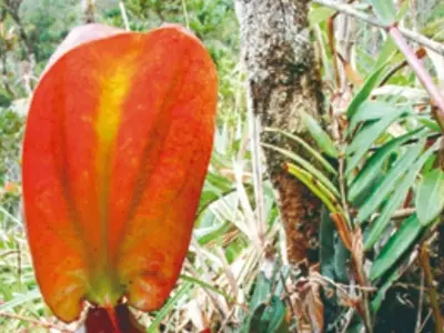 A Nepenthes rajah: A Planta Carnívora Gigante que Desafia as Expectativas