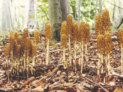Explorando o Fascinante Mundo Subterrâneo das Plantas Aclorofiladas