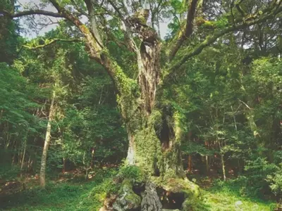 A Árvore de Cânfora Sagrada de Takeo: Uma Joia Milenar do Japão
