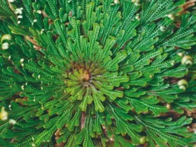 A Planta da Ressurreição: Sobrevivendo ao Deserto com Elegância