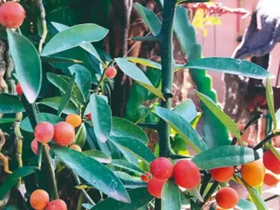 Descobrindo as Joias Cítricas do Mundo: Uma Jornada Encantadora pelos Menores Frutos Cítricos