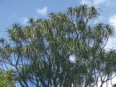 A Majestosa Árvore Suculenta: Explorando o Aloidendron barberae