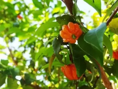 Revitalizando a Conexão entre Natureza e Comunidade: O Projeto Verde com Frutas