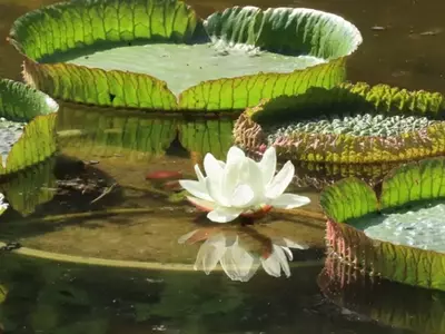 Jardim Botânico de São Paulo Recebe Espetacular Novidade: A Vitória-Régia