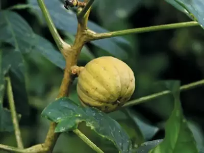 A Árvore-Dinamite: Uma Explosão de Vida na Floresta Amazônica