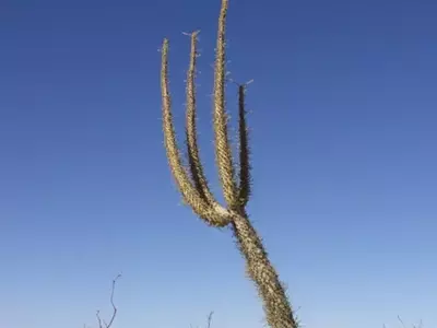 A Fascinante Planta Boojum: Explorando a Estranha Beleza do Deserto