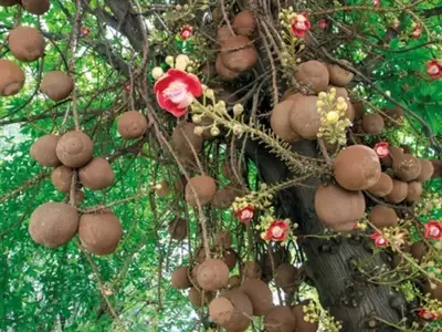 A Árvore Cannonball: Uma Joia Amazônica com História Fascinante