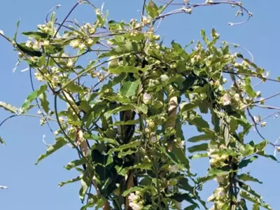 A Planta Cruel que Conquistou o Mundo: A História Fascinante da Araujia sericifera