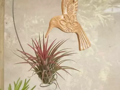 Plantas Aéreas: A Beleza Que Floresce Sem Solo
