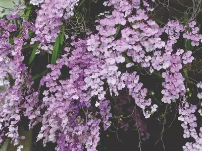 A Paixão Inesperada: Uma Jornada Apaixonante com as Orquídeas