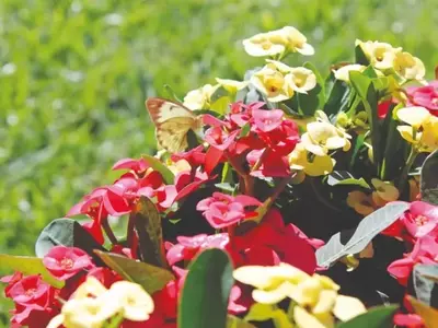 Descubra a Mini-Coroa-de-Cristo: A Planta Compacta e Florífera Perfeita para Seu Jardim