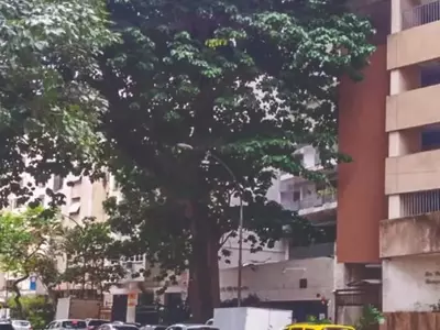 Árvores Notáveis: Tesouros Vivos da Cidade Maravilhosa