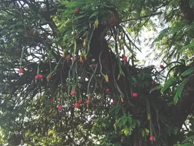 A Fascinante Jornada da Fruta-do-Dragão: Cultivando a Beleza e a Delícia Exótica
