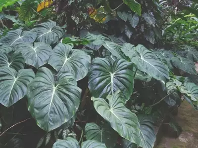 Transforme seu Jardim em uma Selva Urbana com Estas Plantas Incríveis