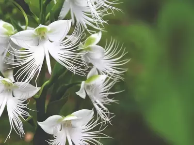 Explorando o Fascinante Mundo das Orquídeas Terrestres do Gênero Habenaria