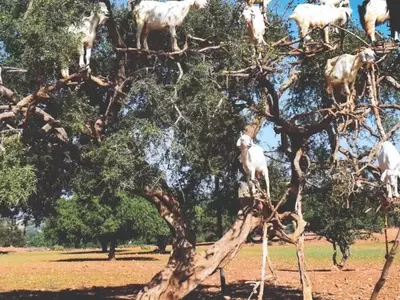 Cabras Escaladoras: A Surpreendente Colheita do Ouro Líquido Marroquino